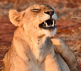 7 días de aventura de safari desde Masái Mara hasta Mombasa en Kenia - Photo 2