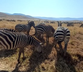 8 días de safari de fauna salvaje de gama media en Tanzania - Photo 4