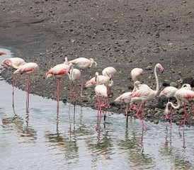 6 jours en stage de safari en Tanzanie au parc national de Tarangire, au parc national du Serengeti et au cratère du Ngorongoro - Photo 3