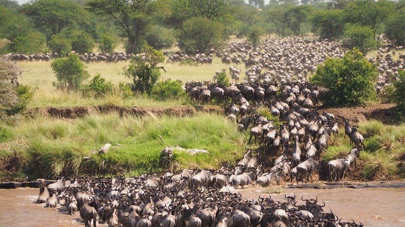 Luxury Migration Safari in November and December in Tanzania (HerdTracker)  (11 days)