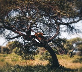 7 Tage Serengeti Safari in Tansania: Big Five, Große Migration und Luxus in der Wildnis - Photo 3