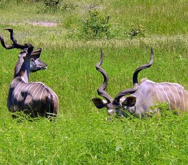 4-Daagse Safari in Manyeleti Game Reserve en Kruger National Park, Zuid-Afrika - Photo 3