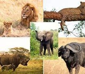 11 Tage Namibia Big-5 Wildtier-Safari mit Chobe Nationalpark Tour - Photo 5