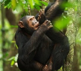 8 días de safari de trekking para ver chimpancés, gorilas y monos dorados en Uganda - Photo 5