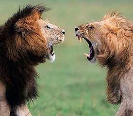 104 Tage Budget-Camping-Safari in Kenia in der Masai Mara und am Lake Nakuru - Photo 1