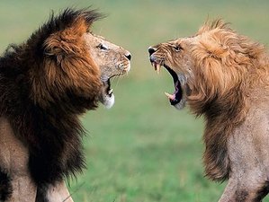 4 Day Kenya Budget Camping Safari at Masai Mara and Lake Nakuru