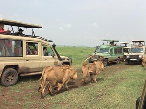 10 Day Spectacular Safari Adventure in Tanzania
