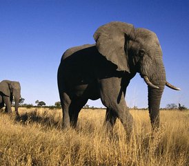 3-Daagse Safari in Kruger National Park en Panorama Route, Zuid-Afrika - Photo 3