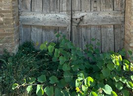 Spello Retreats & Trips