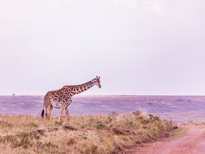 9 Day Luxury Safari and Beach Honeymoon Experience in Tanzania