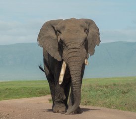 4 jours safari au lac Manyara, au Serengeti et au cratère du Ngorongoro, Tanzanie - Photo 5