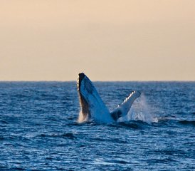 6 Day Johnstone Strait and Broughton Archipelago Expedition with Whale Watching in Canada - Photo 3