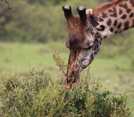 13 jours en safari de groupe économique au Kenya et en Tanzanie - Photo 5