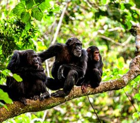 212 Tage Kibale-Schimpansenwald, baumkletternde Löwen und Gorilla-Abenteuer in Uganda - Photo 1
