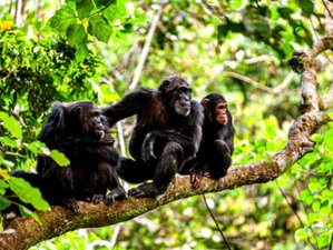 12 Tage Kibale-Schimpansenwald, baumkletternde Löwen und Gorilla-Abenteuer in Uganda