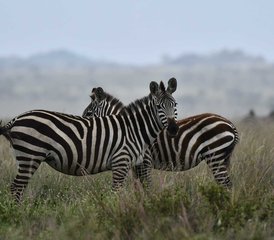 8 jours safari migration des gnous et saison des naissances en Tanzanie, Tanzanie - Photo 5
