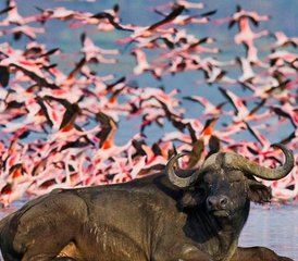5 días de safari privado de lujo en Kenia por Masái Mara y el lago Nakuru - Photo 4