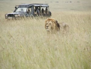 9 Day Incredible Kenya and Tanzania Tour Package - Shared Safari Experience
