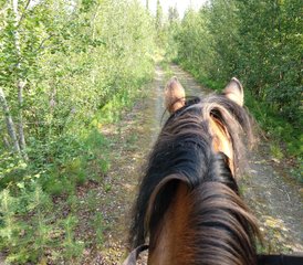 5 Tage Sattel- und Paddel-Reiturlaub in der Schwedischen Lappland, Schweden - Photo 5
