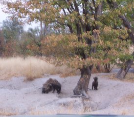 7-Daagse Safari Tour in Botswana - Photo 5
