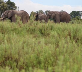 6 Tage Mobile Safari mit Voller Versorgung - Photo 2