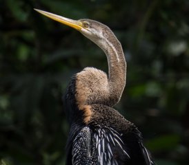 3 jours en stage de safari des secrets de la rivière du cœur sauvage de Bornéo à Sandakan, Malaisie - Photo 4
