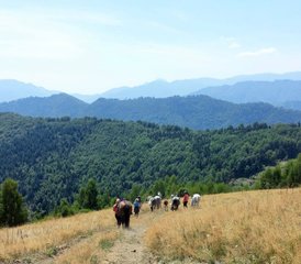 4 Tage Reiturlaub in den Lotru Bergen in Rumänien - Photo 3