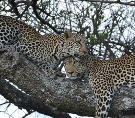 7 Day Kenya Safari Adventure: Masai Mara, Lake Nakuru, Naivasha, and Amboseli - Photo 4