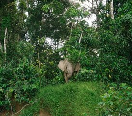 13 jours en stage de safari des secrets de la rivière du cœur sauvage de Bornéo à Sandakan, Malaisie - Photo 1