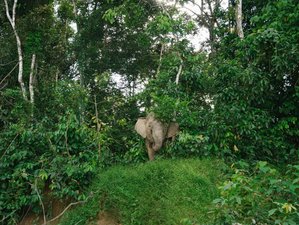 3 jours en stage de safari des secrets de la rivière du cœur sauvage de Bornéo à Sandakan, Malaisie