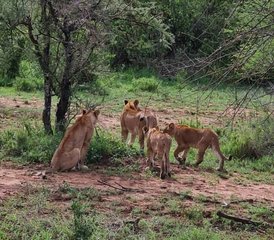 116 jours safari en Tanzanie dans les parcs nationaux de Nyerere et de Mikumi, Tanzanie - Photo 1