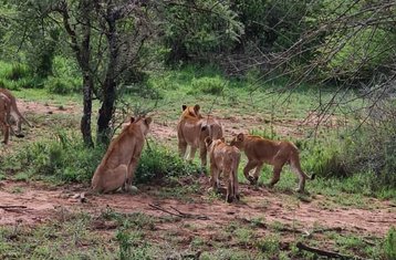 6 Tage Tansania-Safari in den Nationalparks Nyerere und Mikumi