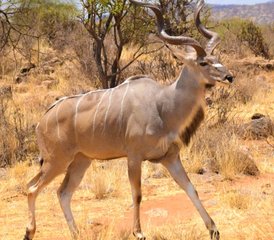 3 Day Samburu Budget Camping Safari in Kenya - Photo 2
