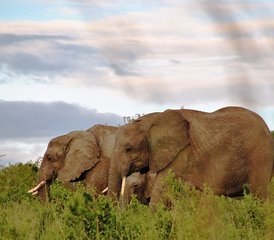 5 jours en safari de camping palpitant dans le Serengeti et le cratère du Ngorongoro, Tanzanie - Photo 2