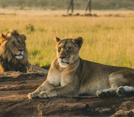 9 Tage Magische Safari in Kenia und Tansania - Photo 2