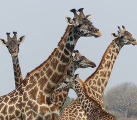 4 Tage Fantastische Camping Wildtier Safari in Tansania - Photo 2