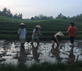 6 Day Self-Paced Nature Wellness Yoga Retreat in Bali, Indonesia - Photo 5