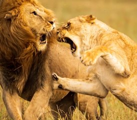 6 días del mejor safari por Kenia en Maasai Mara, Lago Nakuru y Amboseli - Photo 2