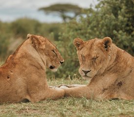 67 días de safari en el Serengeti con yoga en Tanzania, Kenia - Photo 1
