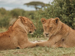 7 Tage Atem der Savanne: Serengeti-Safari in Tansania mit Yoga