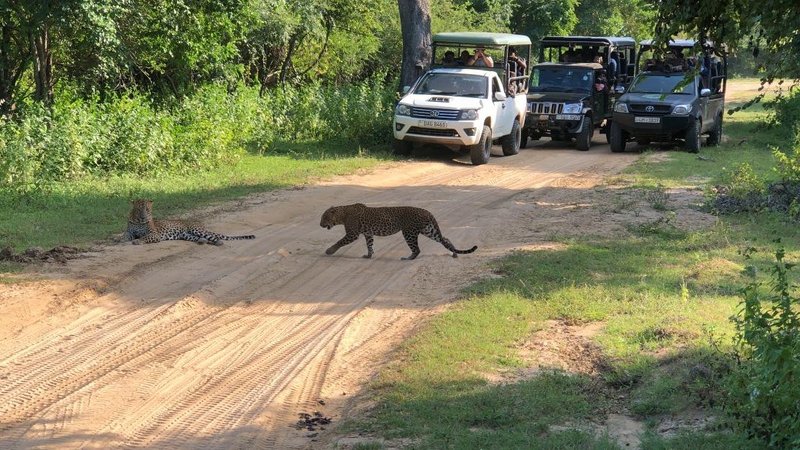 3 Day Sri Lanka Budget Wildlife Tour at Kumana National Park