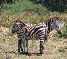 7 jours en stage de camping à Tarangire, Serengeti, cratère du Ngorongoro, Tanzanie - Photo 5