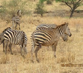 3 días de safari en el Parque Nacional de Amboseli, Kenia, con una experiencia en tren moderno - Photo 5