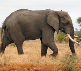 64 Day Safari in Kruger Park via Blyde River Canyon on Panorama Route in South Africa - Photo 1