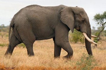 4 días de safari en el Parque Kruger vía el cañón del río Blyde por la ruta Panorama en Sudáfrica