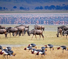 113 jours safari privé Best of en camp sous tente au lac Manyara, Ngorongoro et Tarangire, Tanzanie - Photo 1