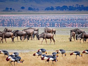 3 Day Best Private Tented Camp Safari in Lake Manyara, Ngorongoro Crater, and Tarangire in Tanzania