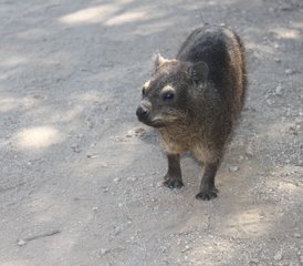 8 jours safari en 4x4 en conduite autonome dans le Kalahari, Afrique du Sud - Photo 2