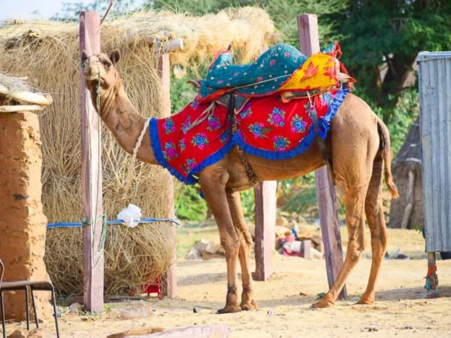 10 Day Colors of Rajasthan Guided Motorcycle Tour in India photo 8