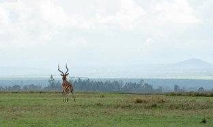 Nanyuki Retreats und Reisen
